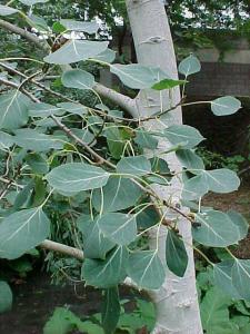 Hybrid Aspen (Populus x tremuloides)