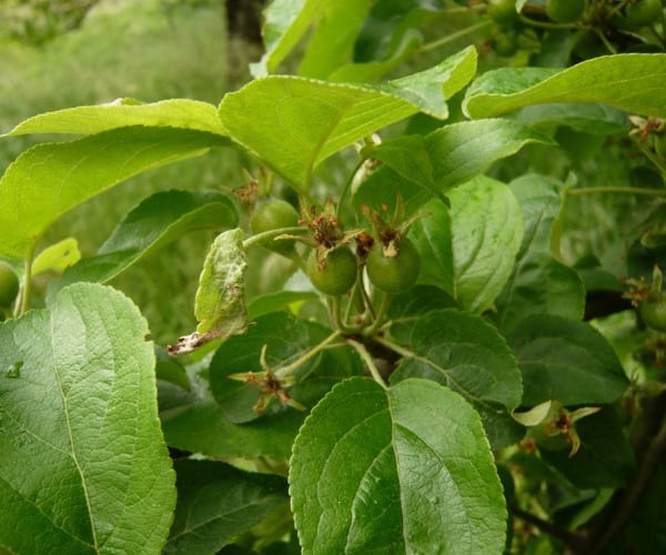 Wild Apple (Malus sylvestris)