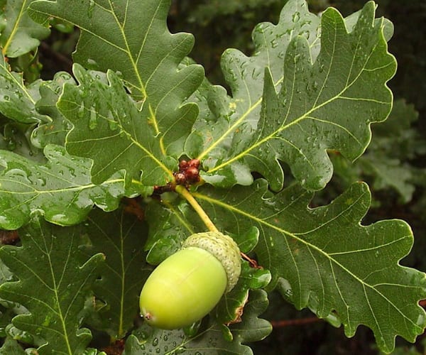 Common or English Oak (Quercus robur)
