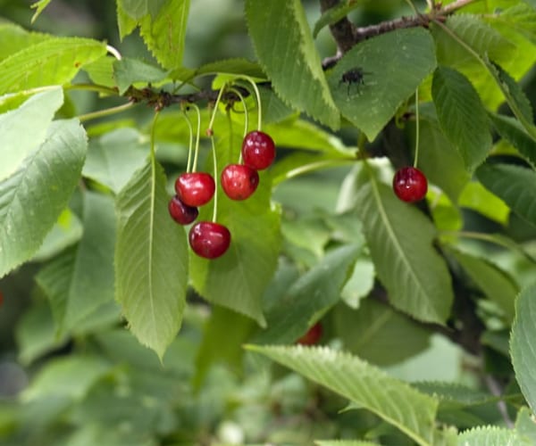 Gean or Wild Cherry (Prunus avium)