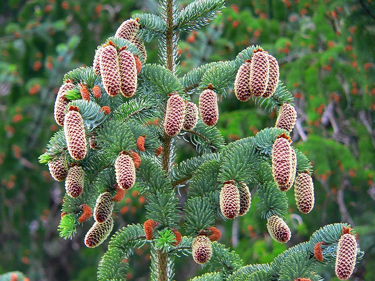 Elite Sitka Spruce (Picea Sitchensis Elite)