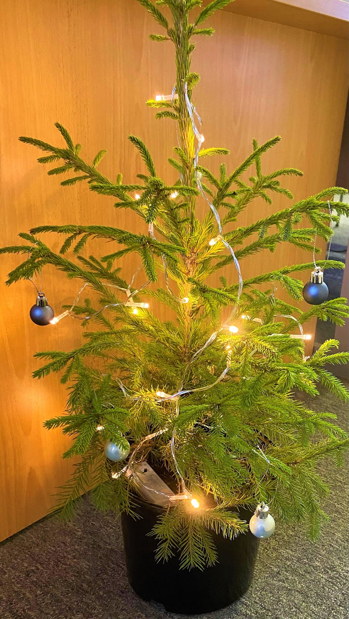 Potted Christmas Trees