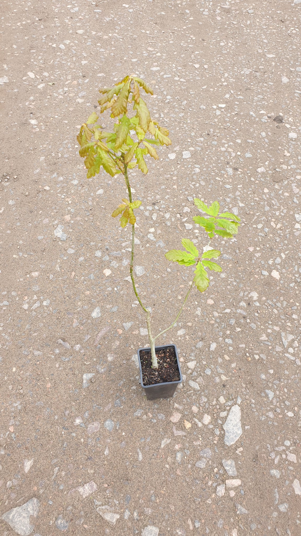 Potted Common or English Oak (Quercus robur)