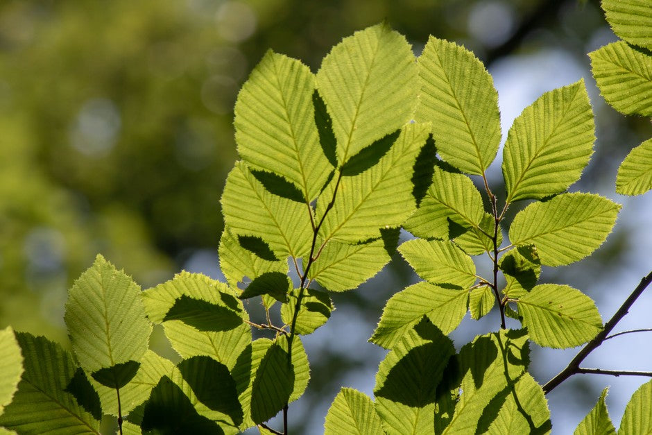 Hornbeam (Carpinus betulus)