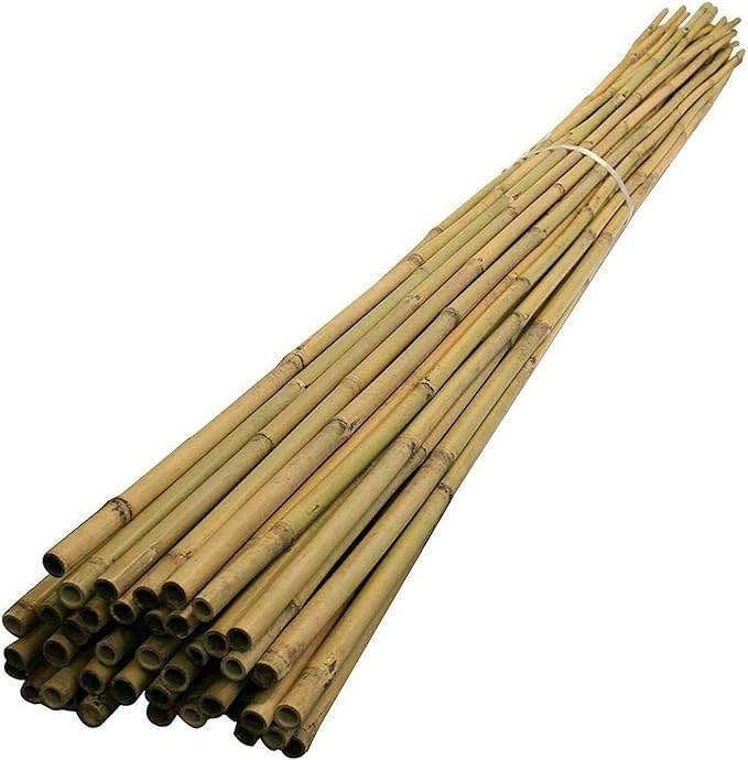 Bundle of Canes