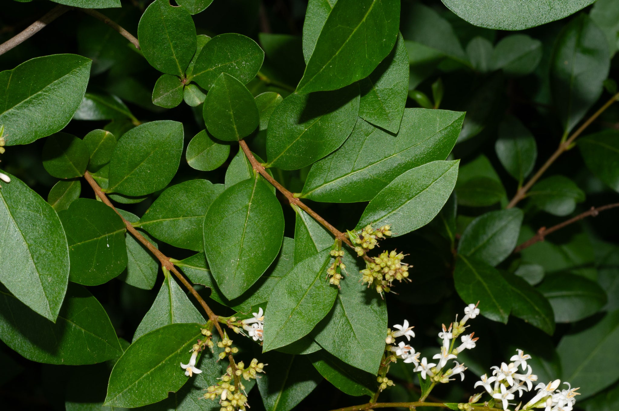 Wild Privet (Ligustrum vulgare)