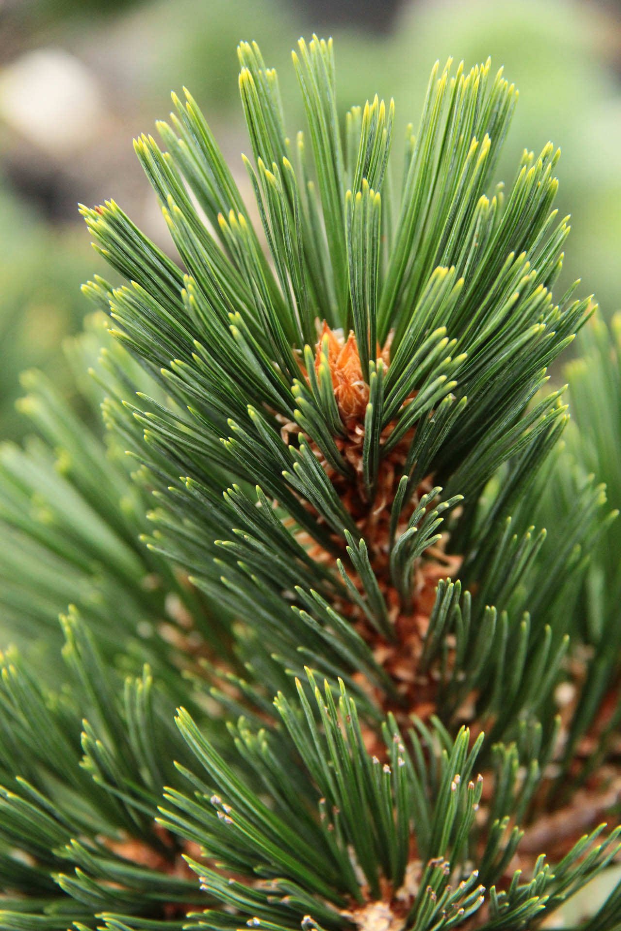 Macedonian Pine (Pinus Peuce)