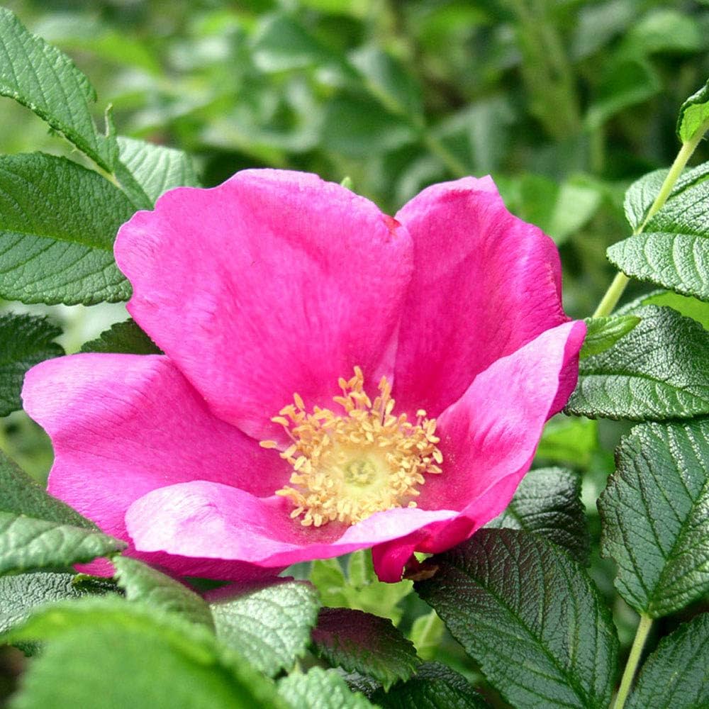 Ramanus Rose (Rosa rugosa)