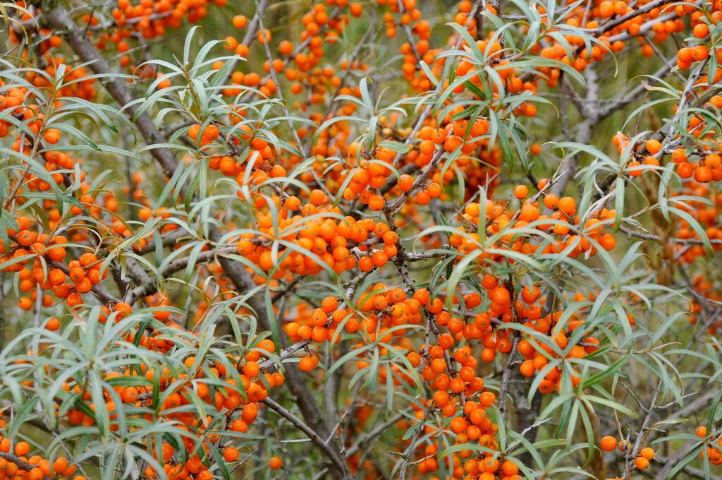 Sea Buckthorn (Hippophae rhamnoides)