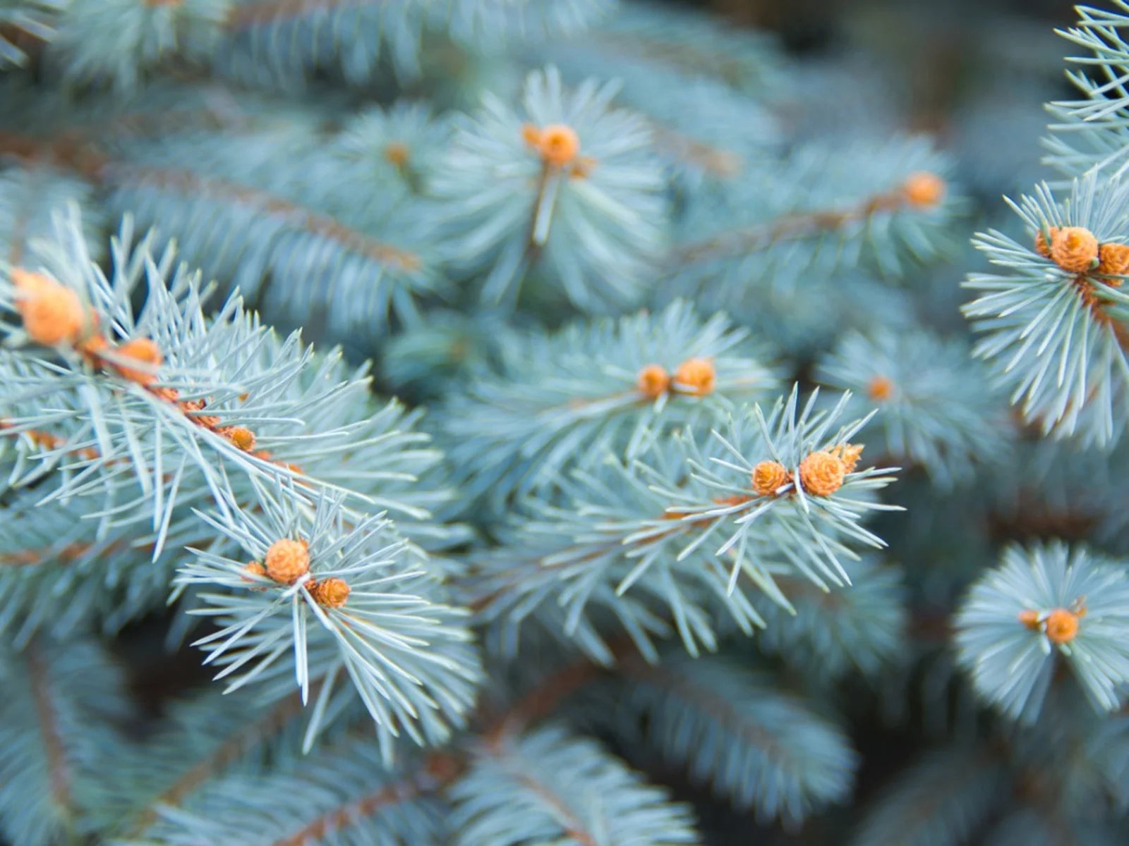 Colorado Blue Spruce (Picea pungens glauca)