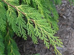 Lawson  cypress (Chamaecyparis lawsoniana)