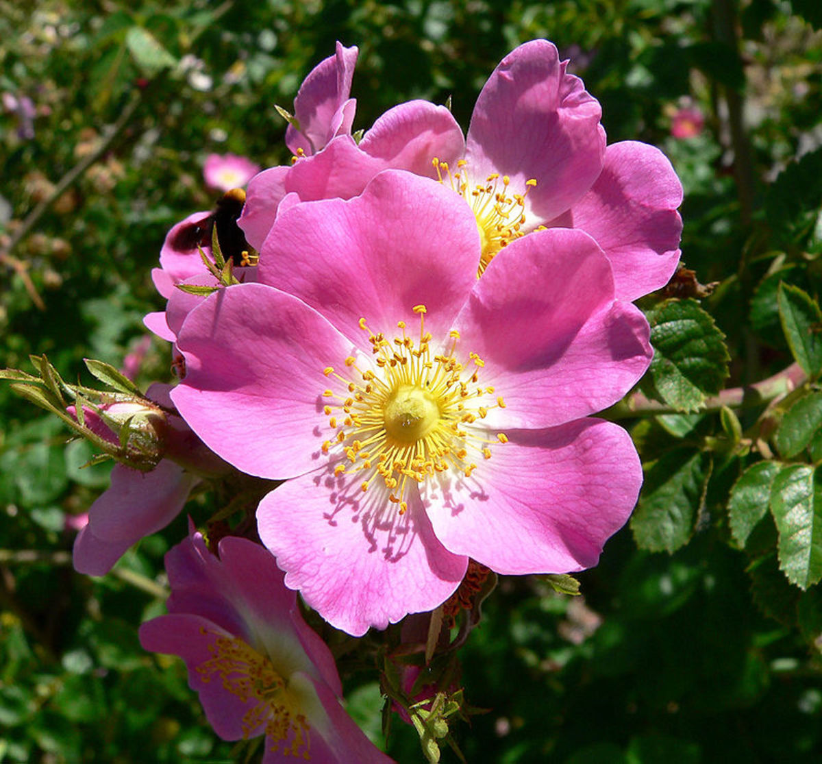 Sweet-Brier (Rosa rubiginosa)