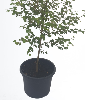 Potted Downy Birch (Betula pubescens)