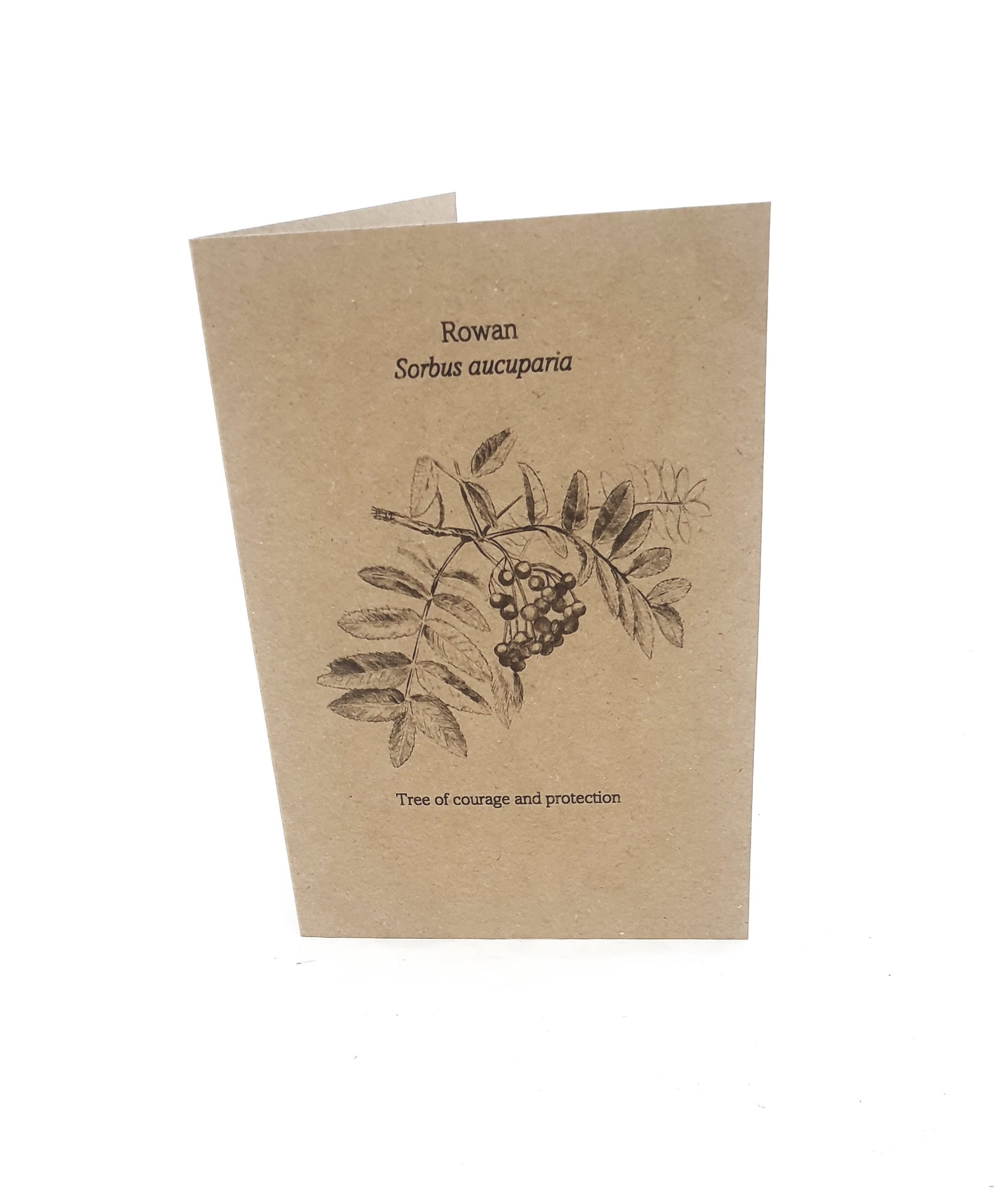 Rowan - Tree of courage and protection