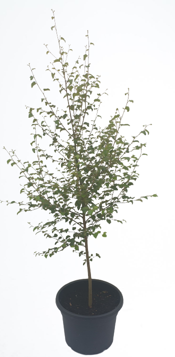 Potted Downy Birch (Betula pubescens)