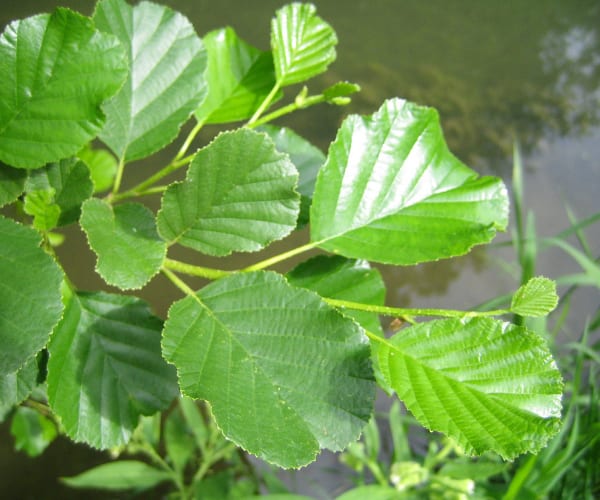 Common Alder (Alnus glutinosa)