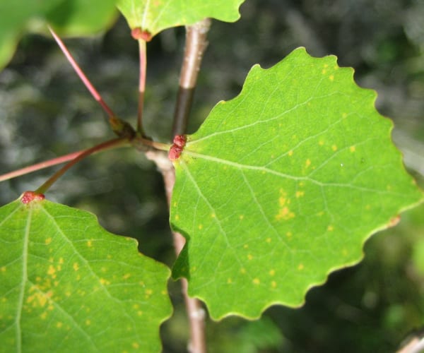 Aspen (Populus tremula)