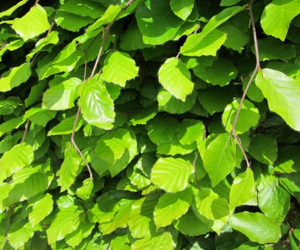 Beech - Tree of love and patience