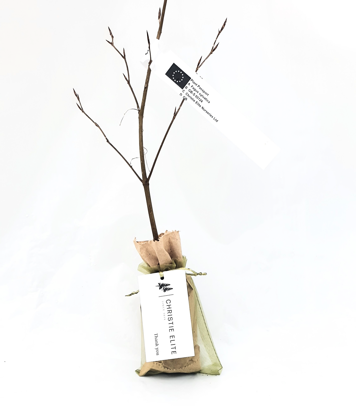 Beech - Tree of love and patience