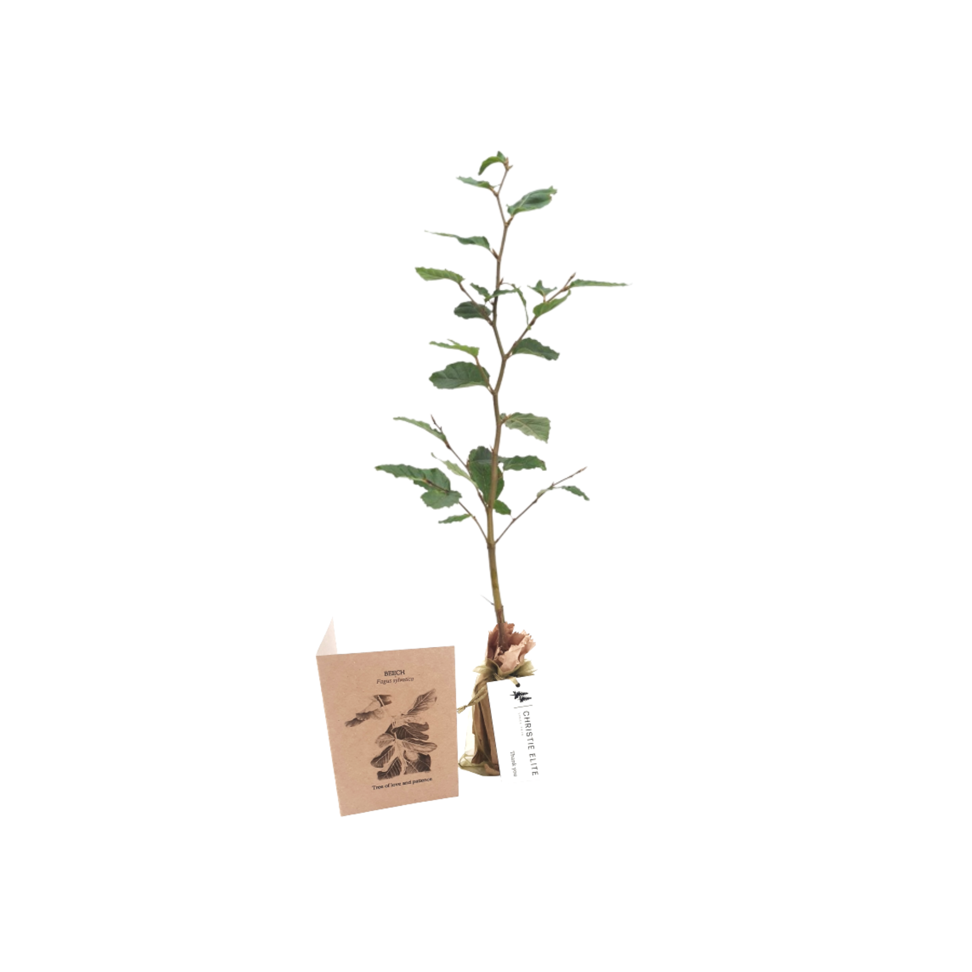 Beech - Tree of love and patience