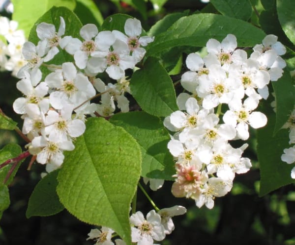 Bird Cherry (Prunus padus)