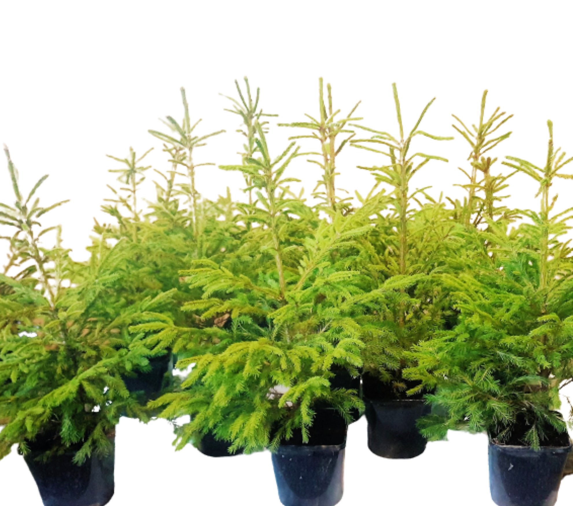 Potted Christmas Trees