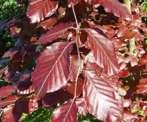 Copper Beech (Fagus sylvatica purpurea)