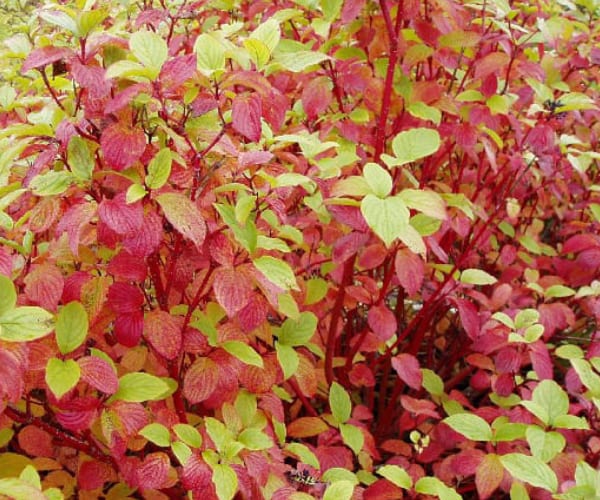 Red Barked Dogwood (Cornus alba)