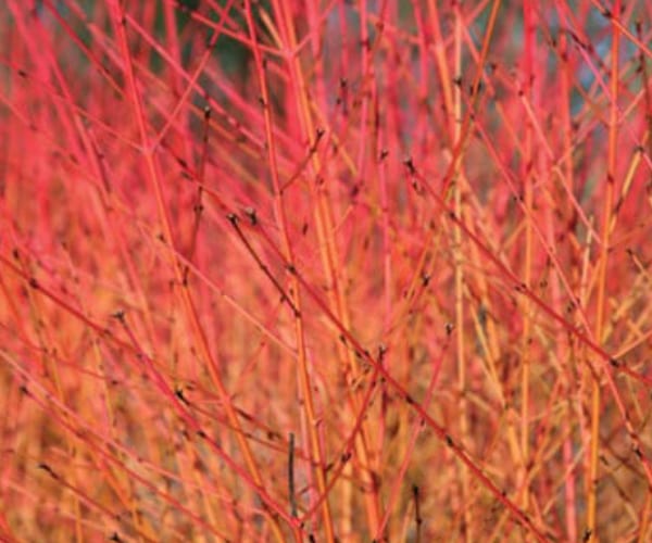 Dogwood (Cornus sanguinea)