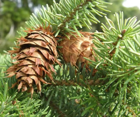 Doug Fir (Pseudotsuga menziesii) 9 Douglas Fir (Pseudotsuga menziesii)
