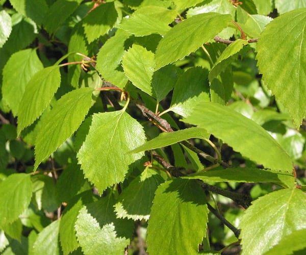 Downy Birch (Betula pubescens)