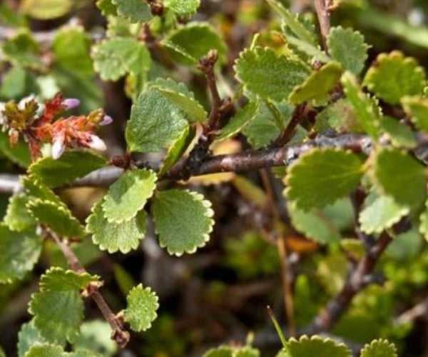 Dwarf Birch (Betula nana)