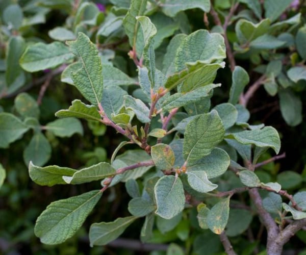 Eared Willow (Salix aurita)