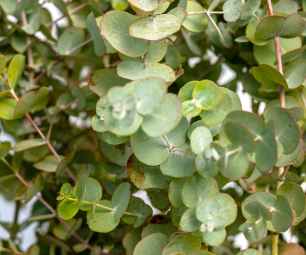Frost Hardy Eucalypt - Tingiringi Gum (Eucalyptus Glaucescens)
