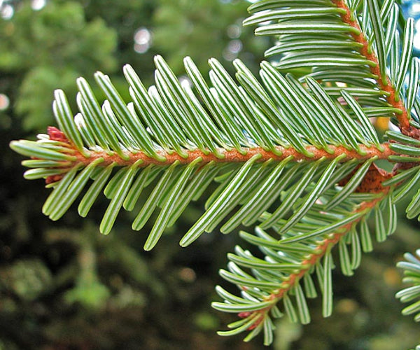 European Silver Fir (Abies alba)