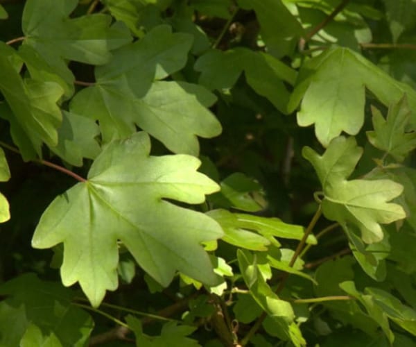 Field Maple (Acer campestre)