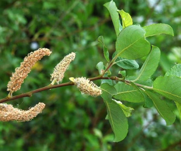 Goat Willow (Salix caprea)