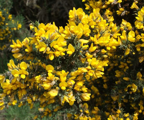 Gorse or Whin (Ulex europeaus)