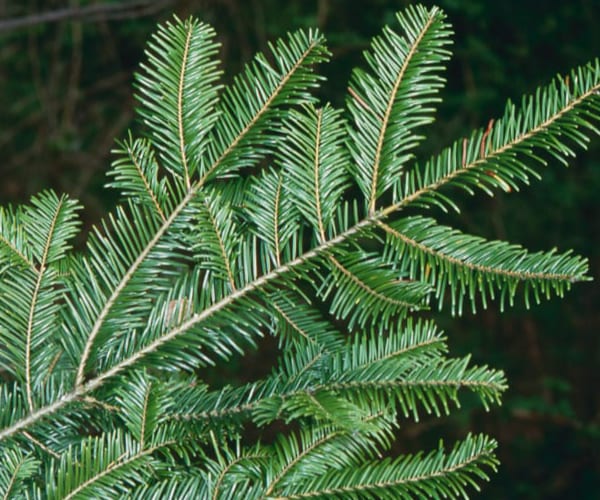 Grand fir