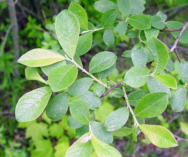 Grey Willow (Salix cinerea)