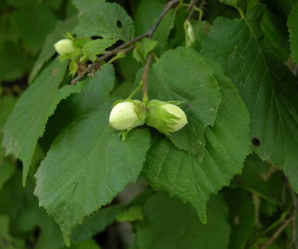 Hazel (Corylus avellana)