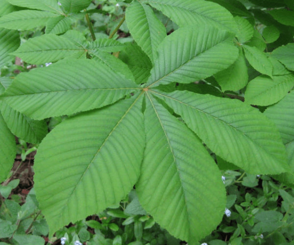 Horse Chestnut (Aesculus hippocastanum)