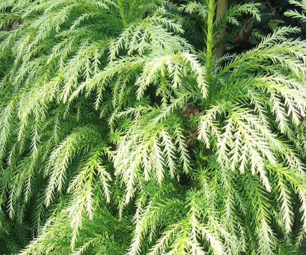 Japanese Cedar (Cryptomeria japonica)