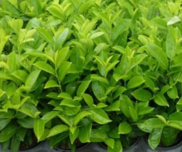 Cherry Laurel (Prunus laurocerasus)