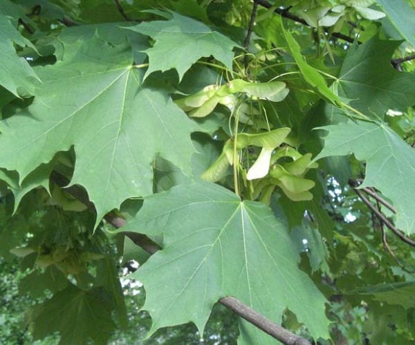 Norway Maple (Acer platanoides)
