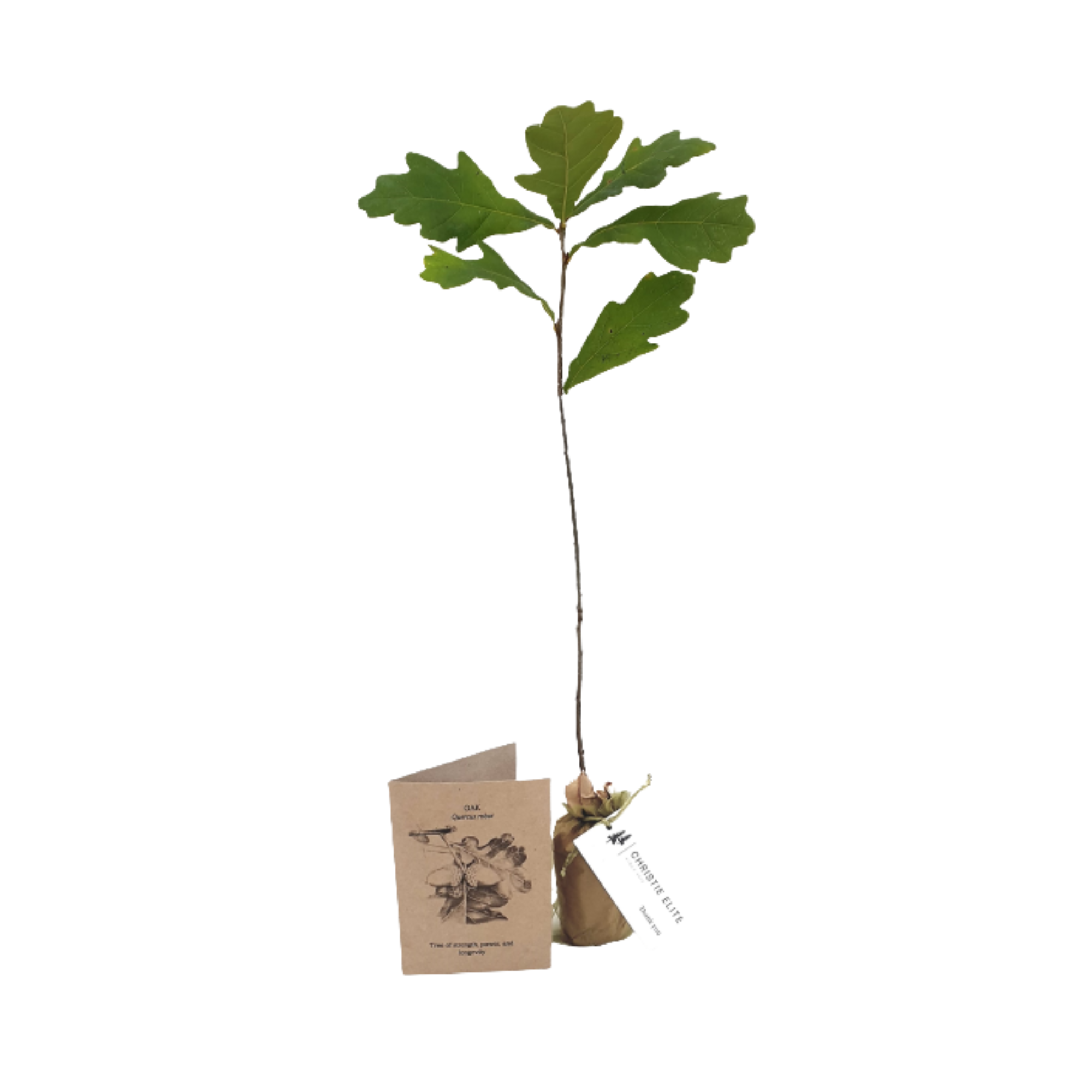Oak - Tree of strength, power and longevity