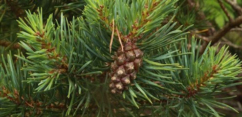 Scots Pine (Pinus sylvestris)