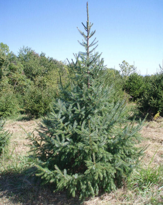 Serbian Spruce (Picea Omorika)