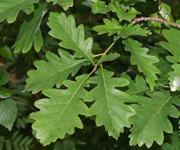 Sessile Oak (Quercus petraea)