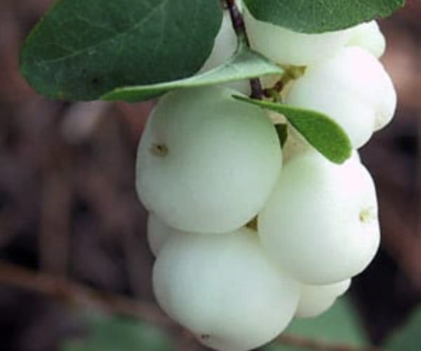 Snowberry (Symphoricarpus albus)